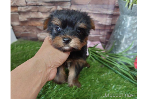 ヨーキーママ 様専用ページです。 melodiapet.com.br